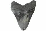 Fossil Megalodon Tooth - South Carolina #164987-2